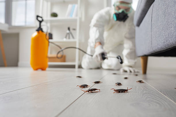 Commercial Kitchen Cockroach Control in Bay Village